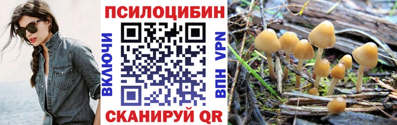 kraken как войти Карталы Псилоцибиновые грибы Psilocybe